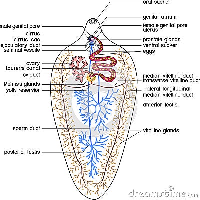 Structure of reproductive system of Sheep liver fluke Fasciola hepatica Vector Illustration